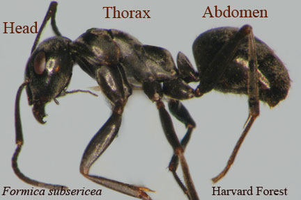 Are ants segmented?