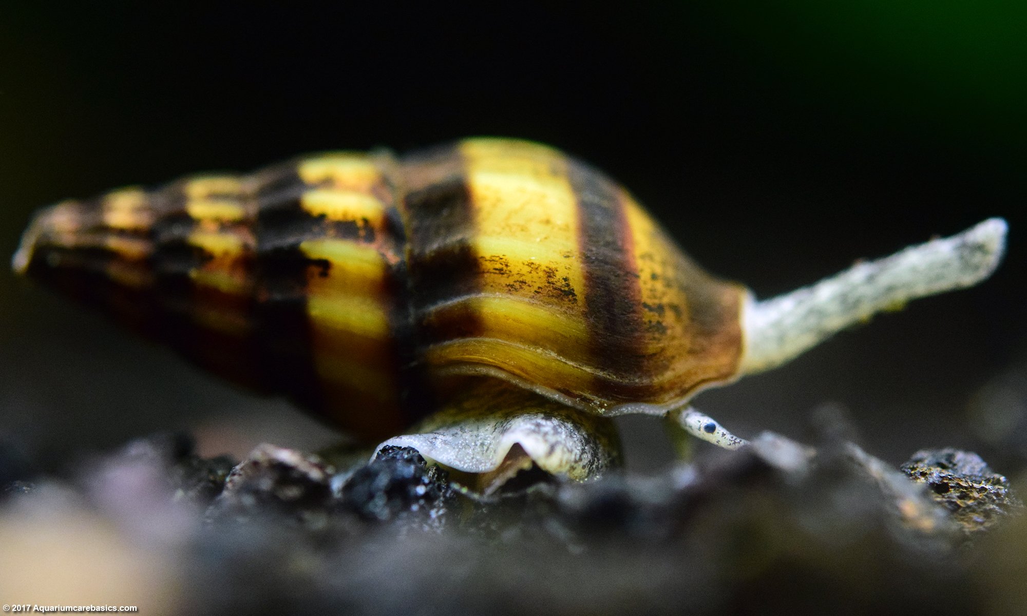 Are assassin snails dangerous to fry?