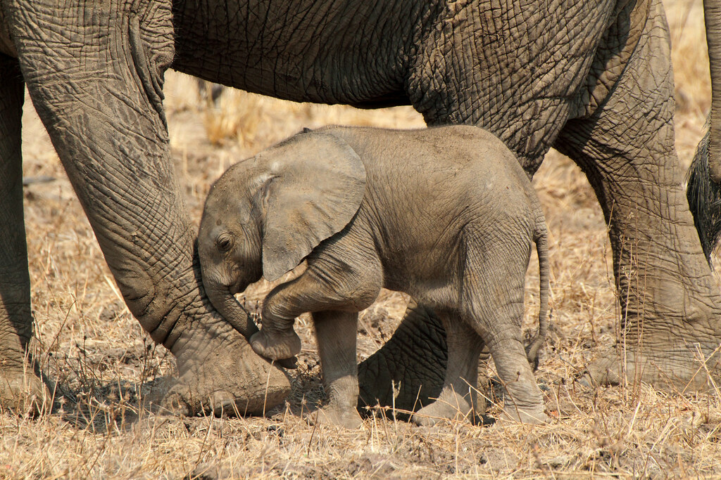 Are baby elephants born blind?