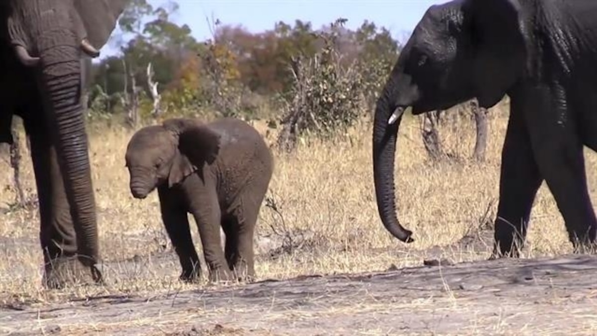 Are baby elephants born with trunks?