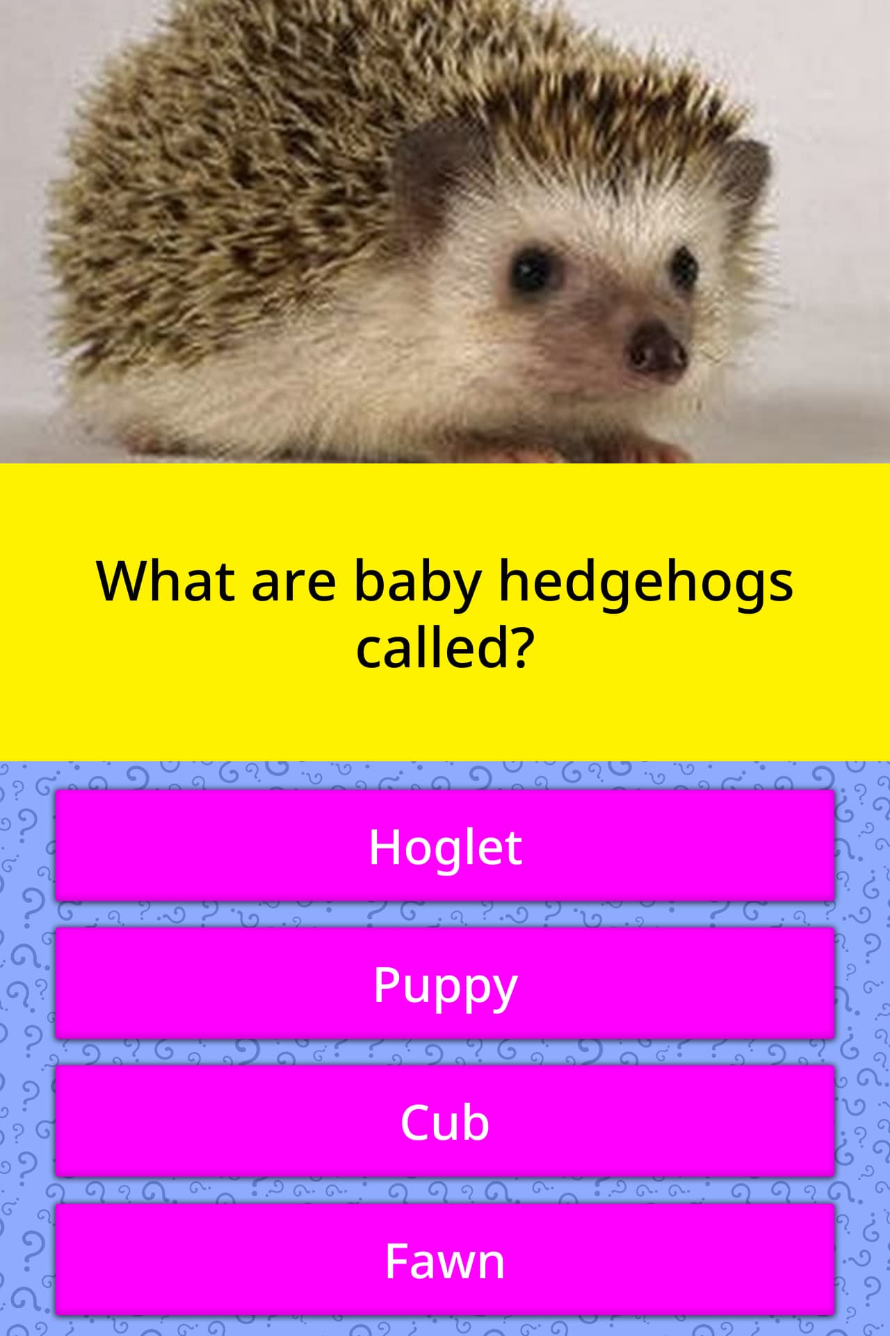 Are baby hedgehogs called kits?