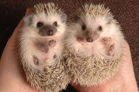 Are baby hedgehogs called Kittens?