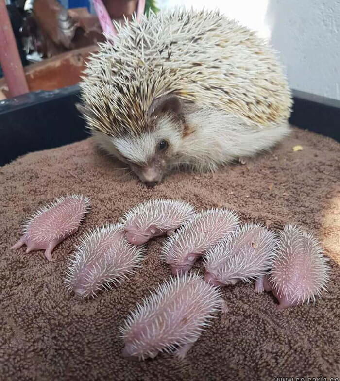 Are baby hedgehogs called piglets?
