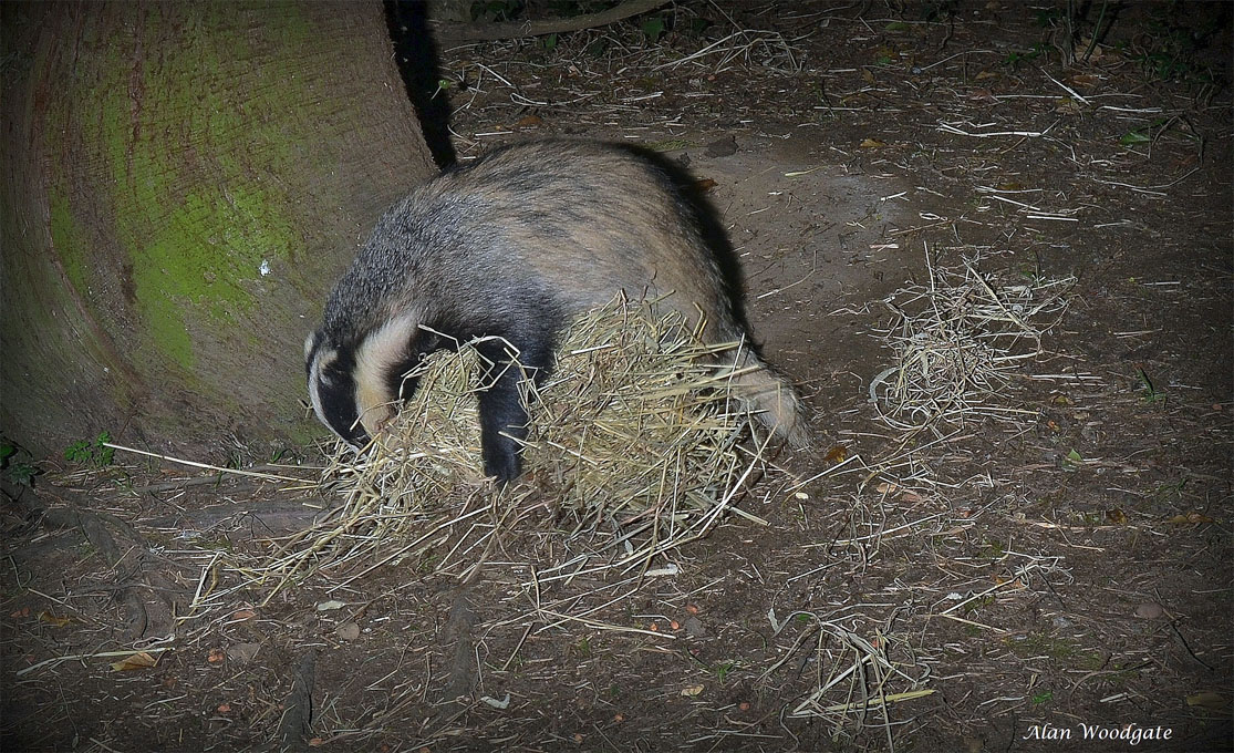 Are badger setts in sloping ground a problem?