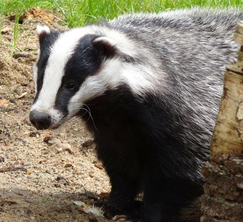 Are badger setts protected?