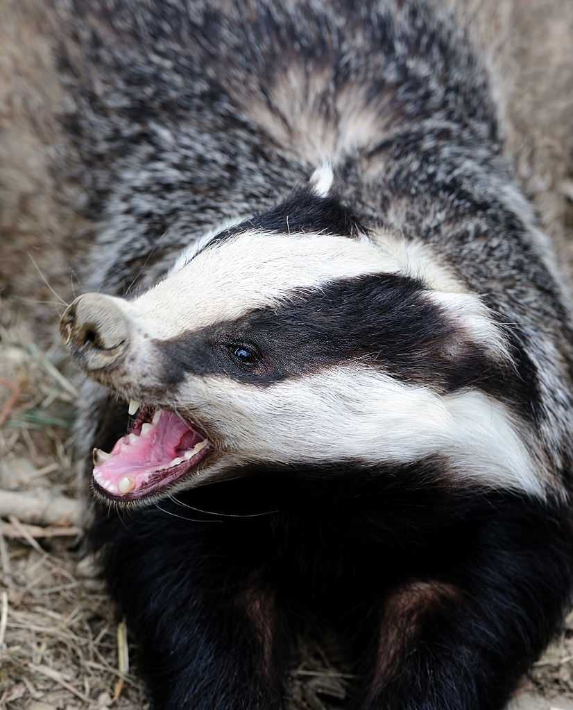 Are badgers friendly to humans?