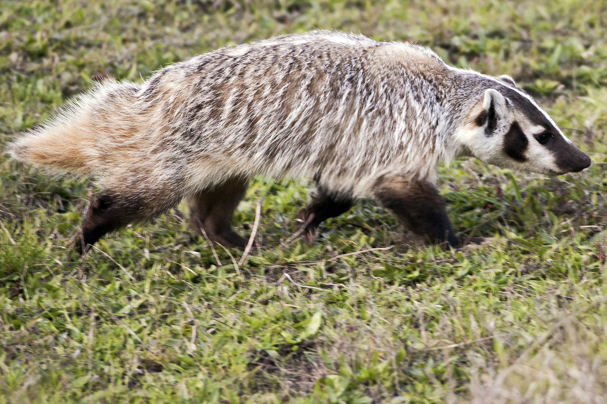 Are badgers predator or prey?