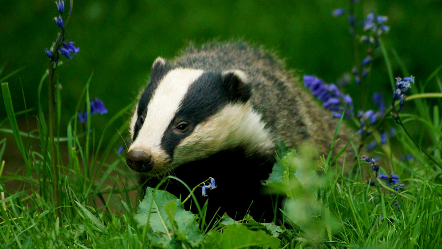 Are badgers rare in UK?