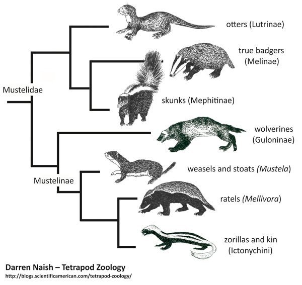 Are badgers related to wolverines?