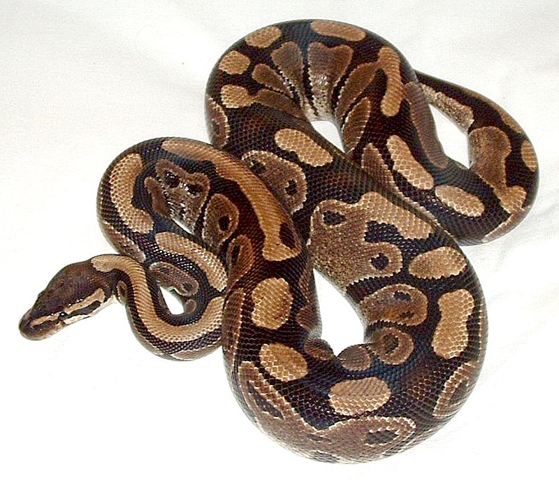 Are ball pythons the smallest Python?