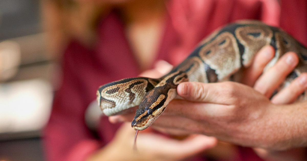 Are ball pythons venomous?