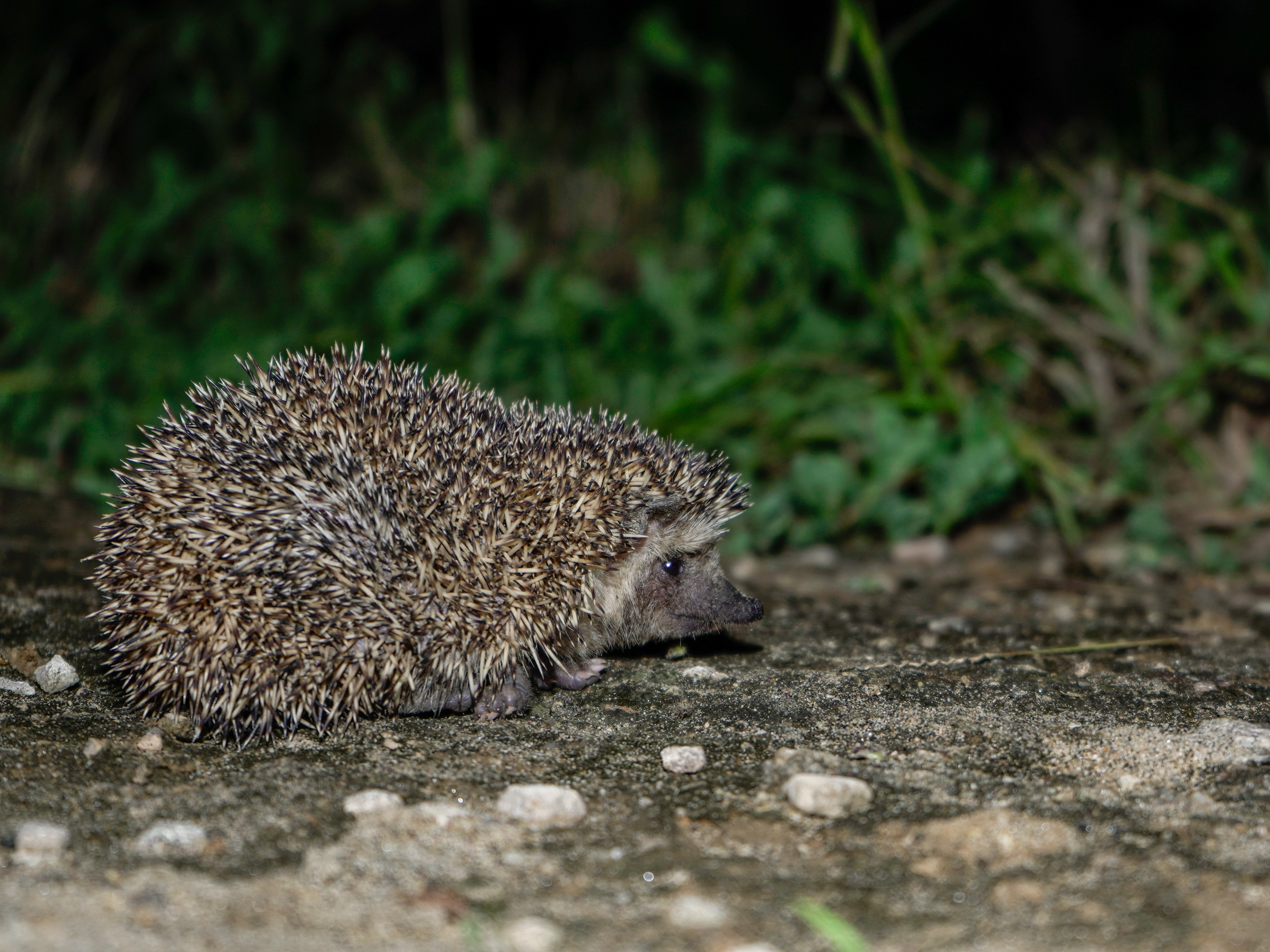 Are bare-bellied hedgehogs really extinct?