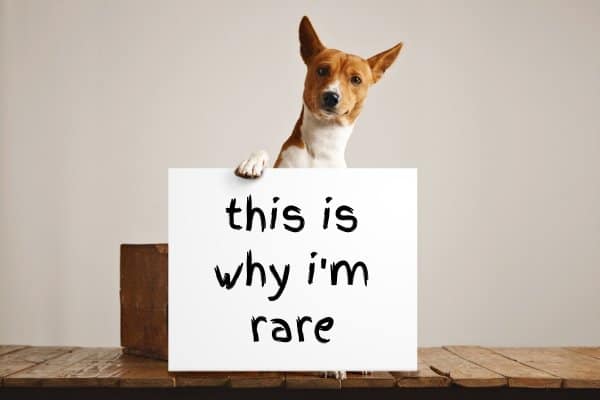 Are Basenjis rare?