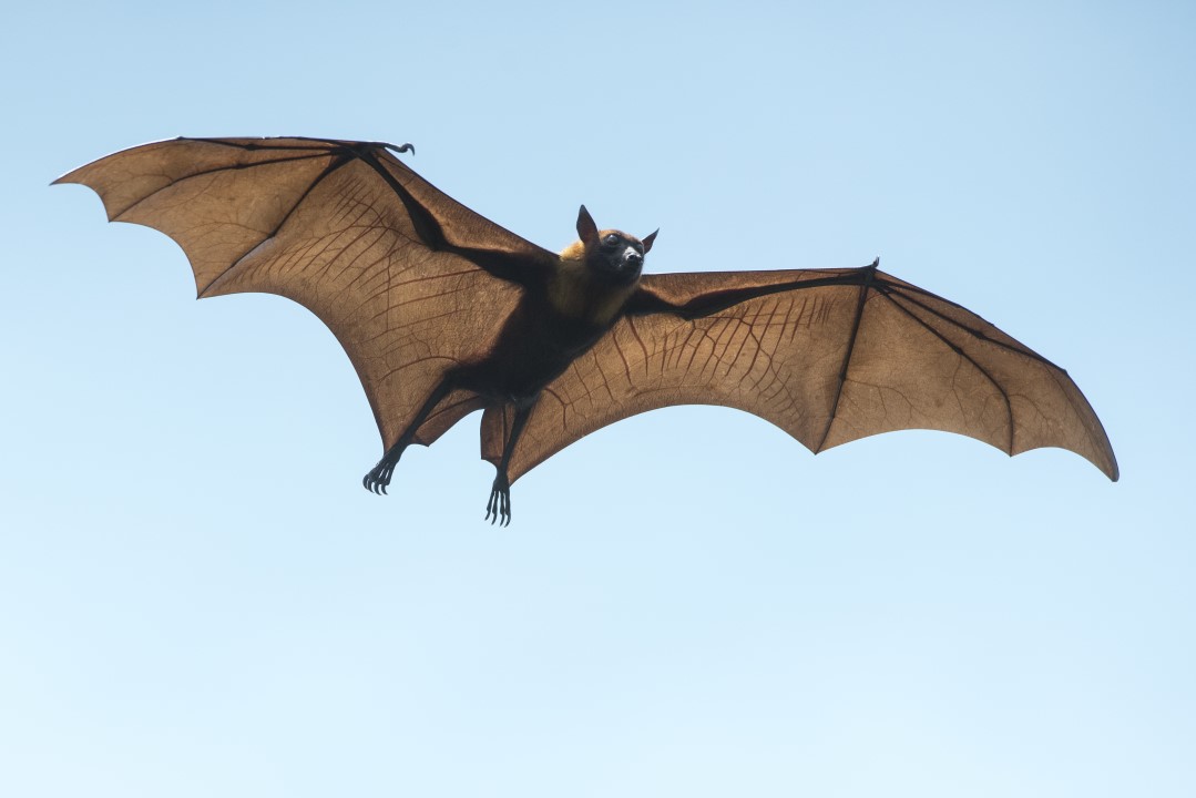 Are bats the only flying mammals in the world?