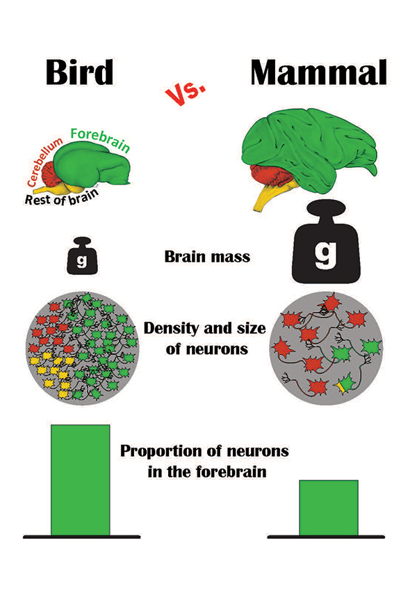 Are bird brains smaller than mammalian brains?