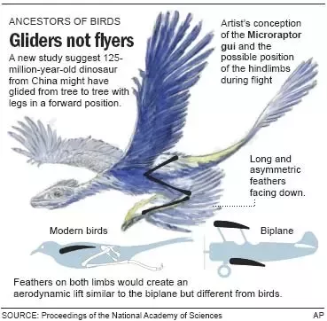 Are bird wings considered limbs?