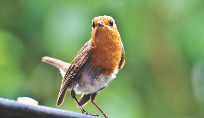 Are birds a sign of good luck?