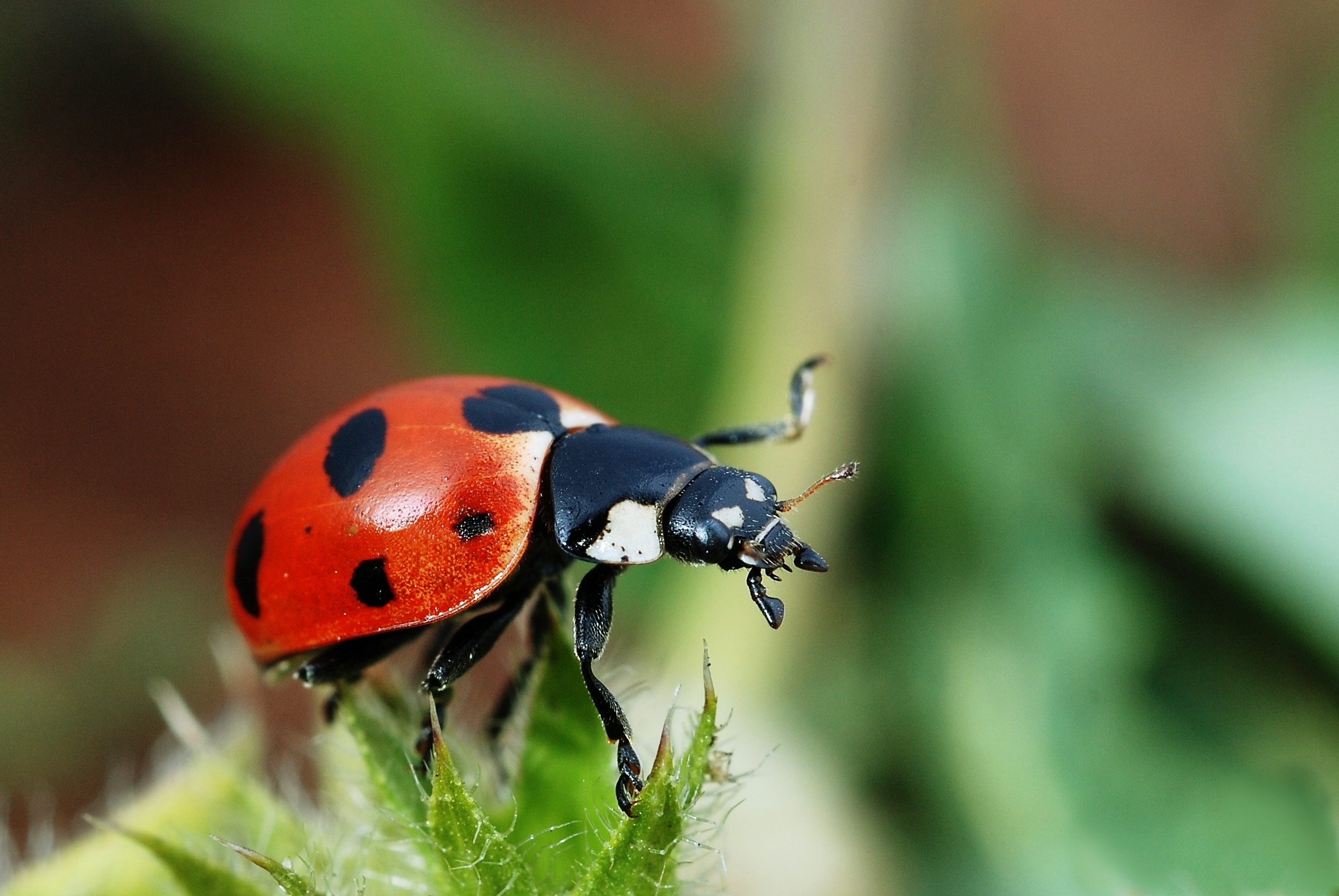 Are black ladybugs bugs or worms?