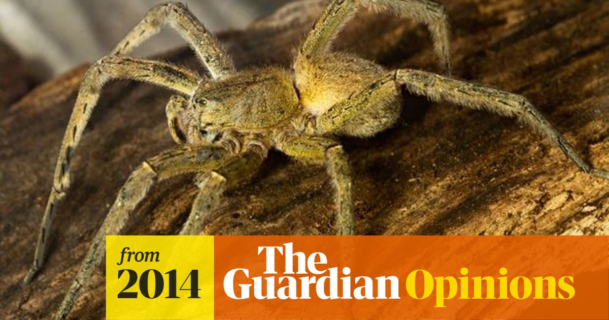 Are Brazilian wandering spiders friendly?