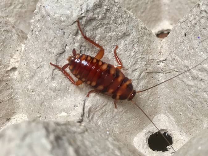 Are brown banded cockroaches dangerous to humans?