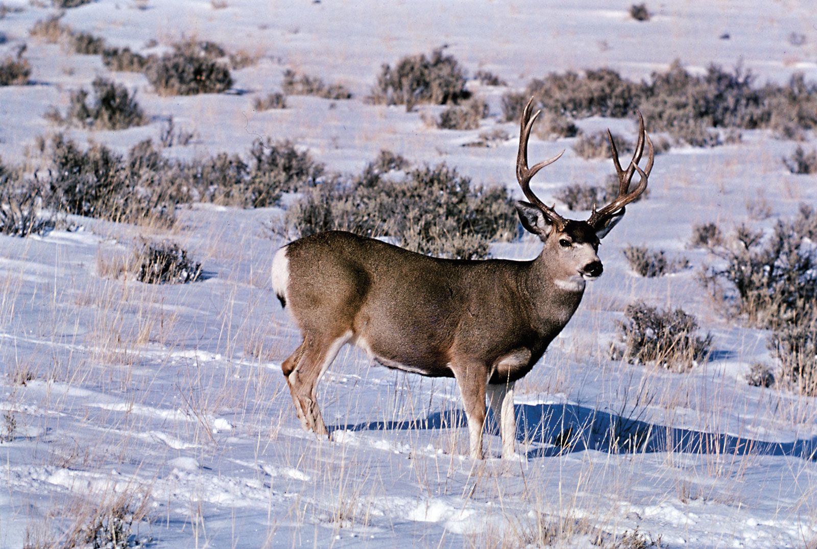 Are bucks male deer?
