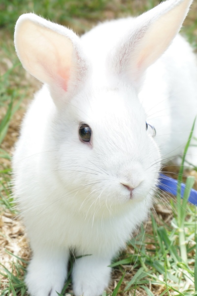 Are Bunnies harmful to babies?