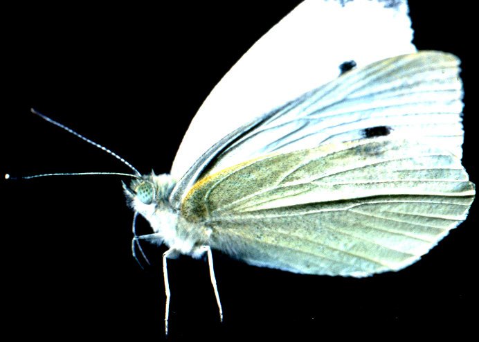 Are cabbage white butterflies native to Australia?