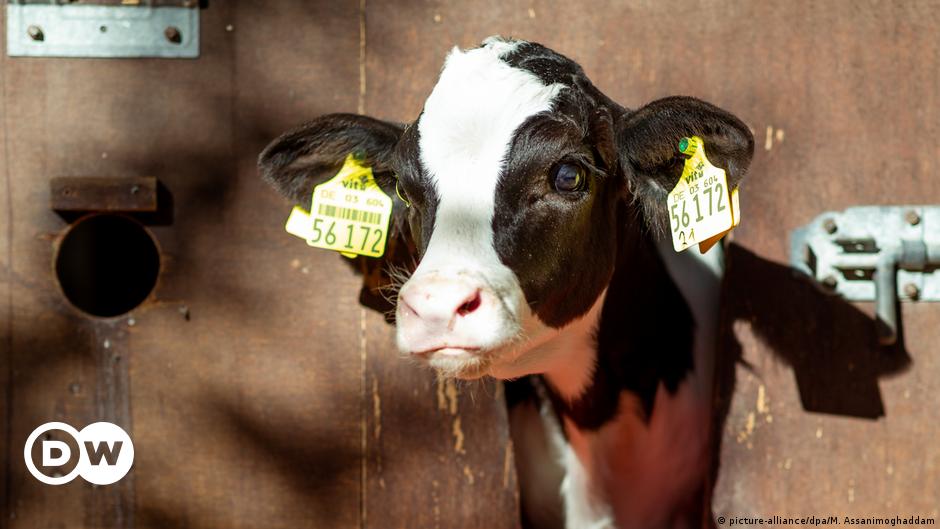 Are calves killed for milk?