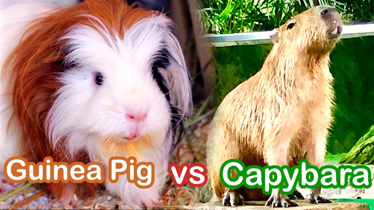 Are capybaras the same as guinea pigs?