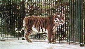 Are Caspian tigers and Siberian tigers related?