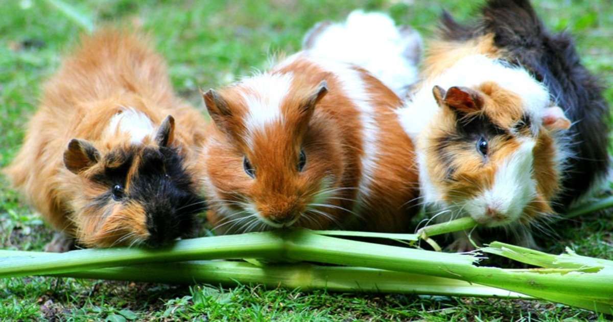 Are cavies and guinea pigs the same thing?