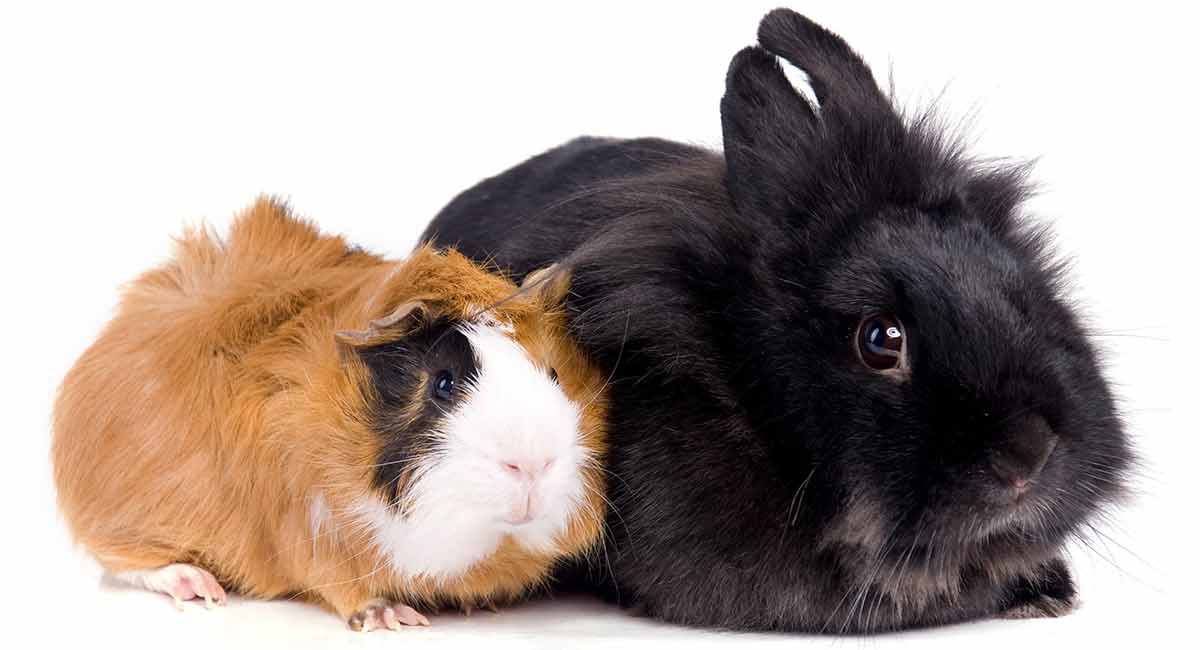 Are cavies related to rabbits?