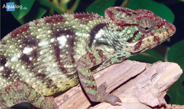 Are chameleons only in Madagascar?