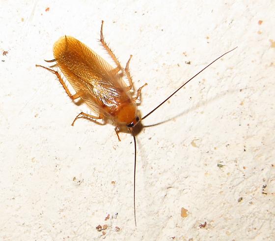 Are cockroaches attracted to light?