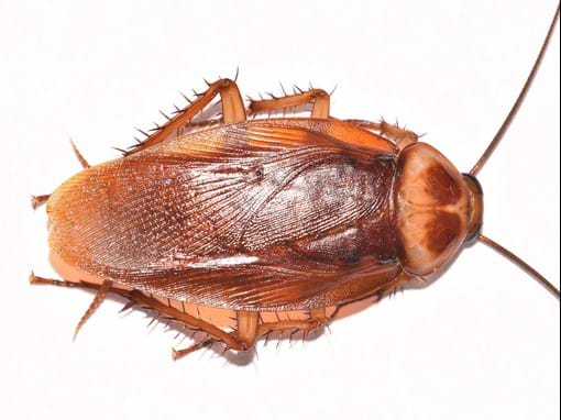 Are cockroaches loners or louts?