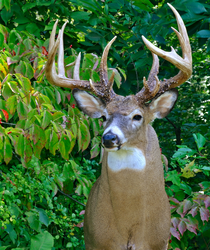 Are deer called bucks?