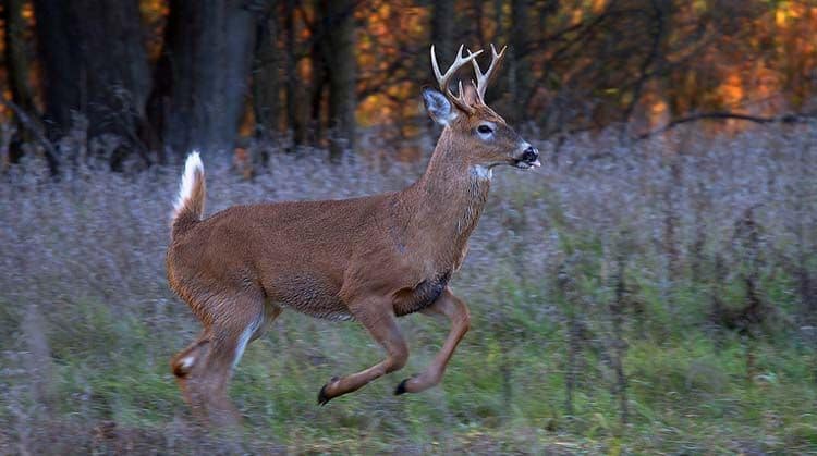 Are deer more active at night or day?