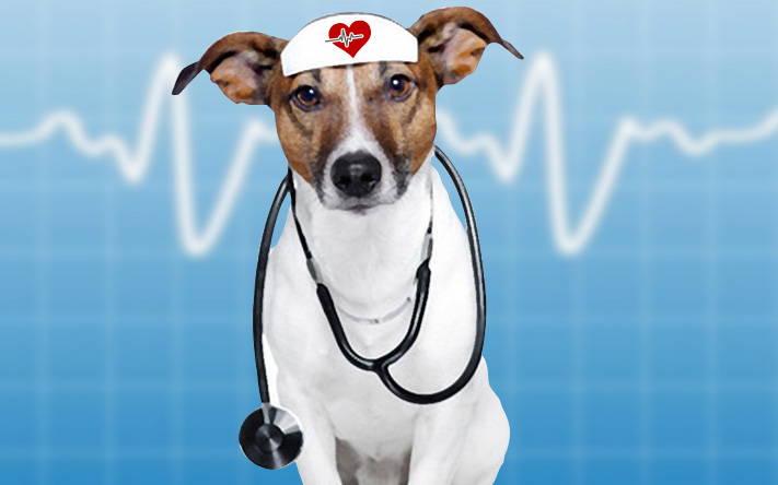 Are dogs good for your heart?