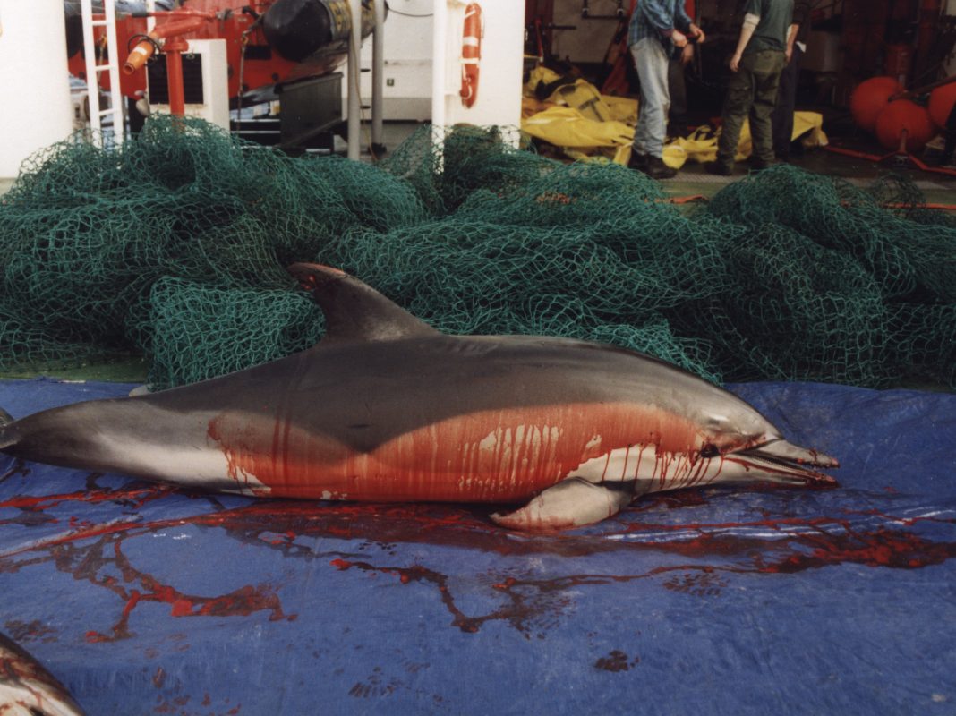 Are dolphins really killing other mammals?