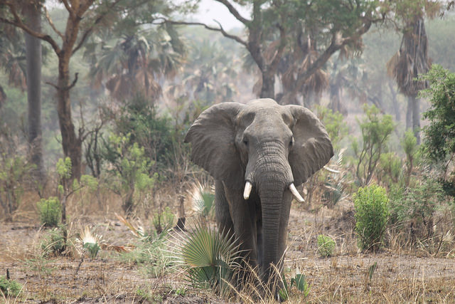 Are elephants crepuscular?