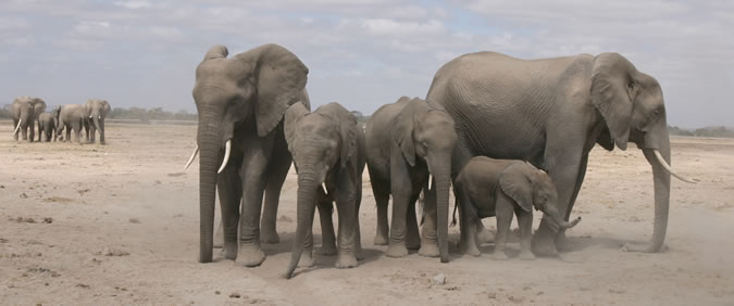 Are elephants in groups?