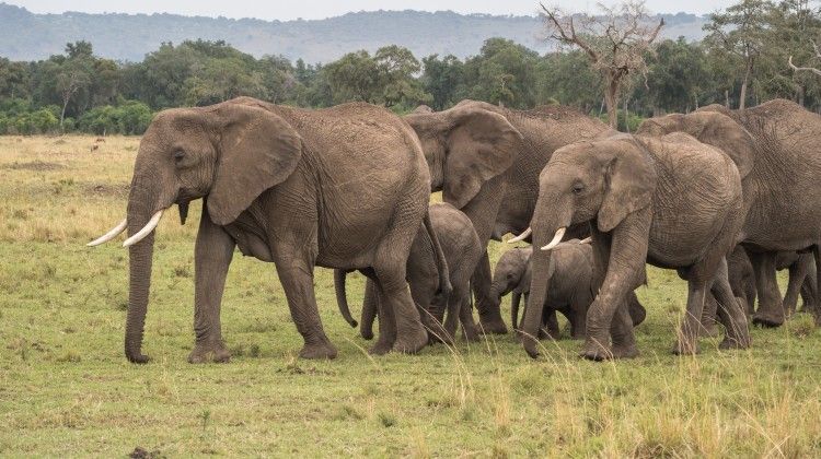 Are elephants one of the biggest animals?