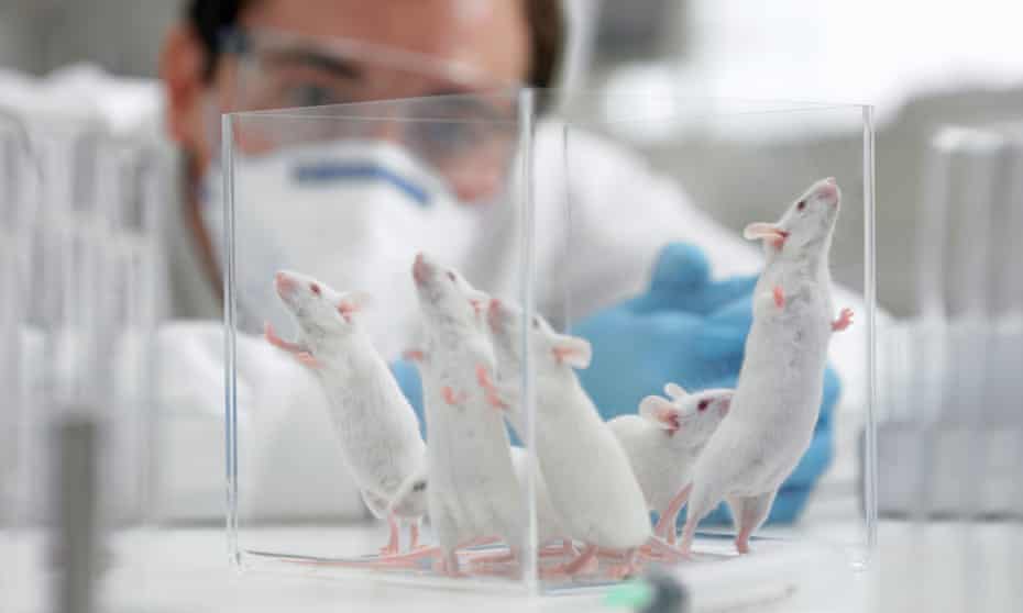 Are female mice used in research?