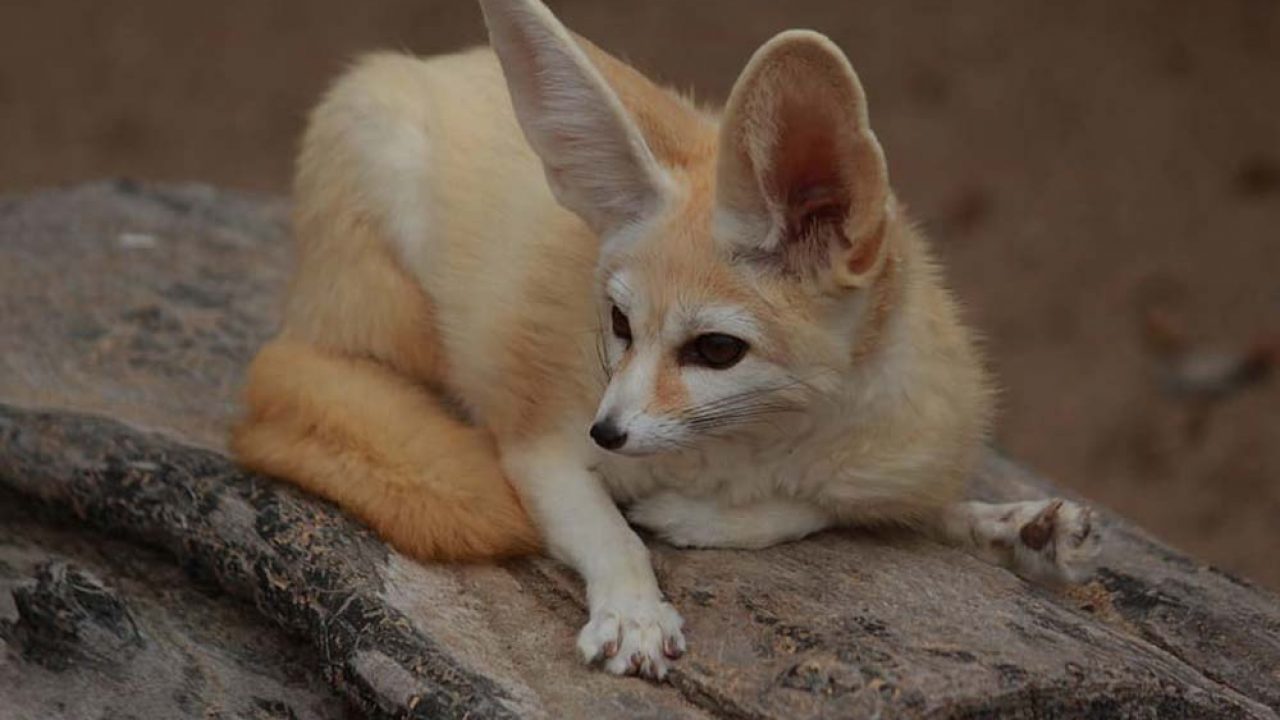 Are Fennec foxes going extinct?