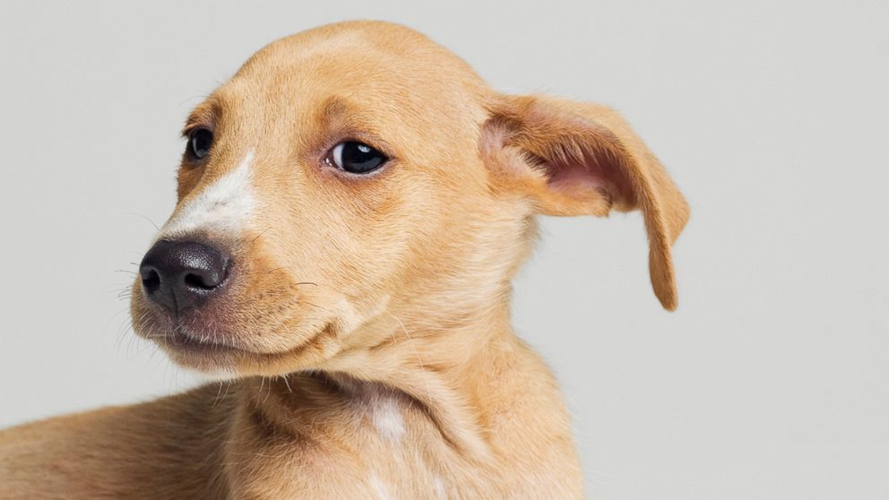 Are floppy ears better for dogs?