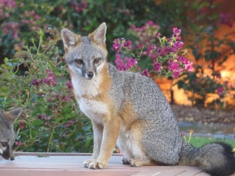 Are fox cubs friendly?