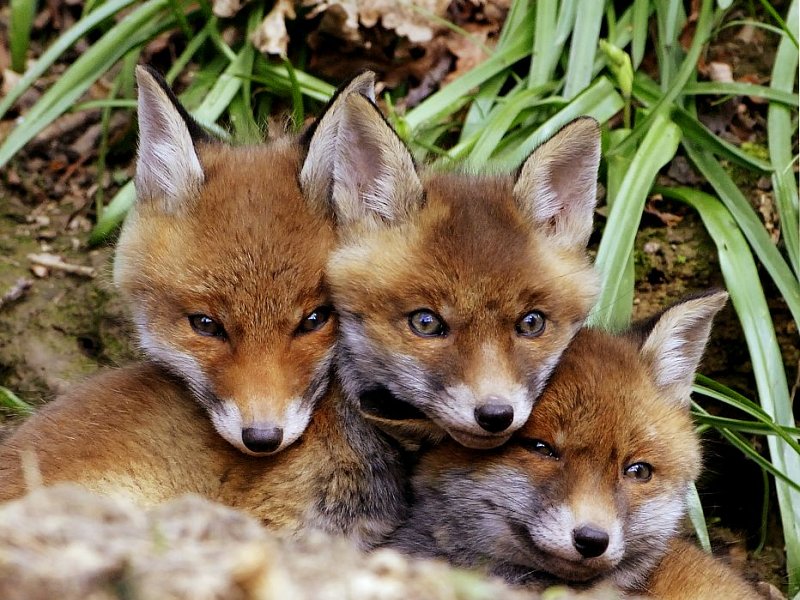 Are foxes cubs?