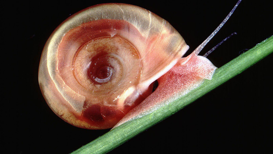 Are freshwater snails dangerous to humans?