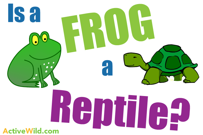 Are frogs amphibians or reptiles?