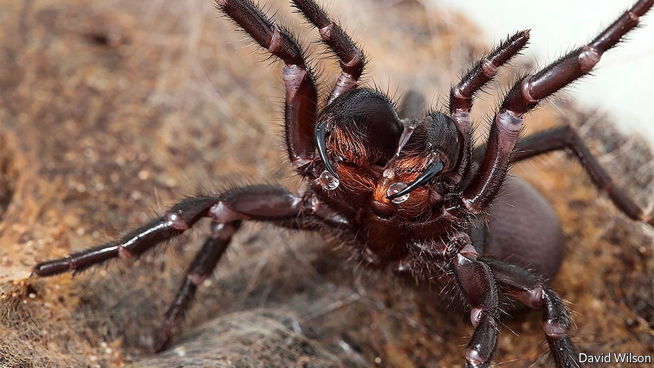 Are funnel-web spiders dangerous to humans?